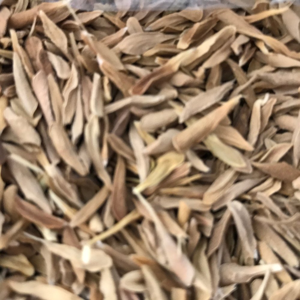 LOROCO SEEDS/SEMILLAS DE LOROCO
